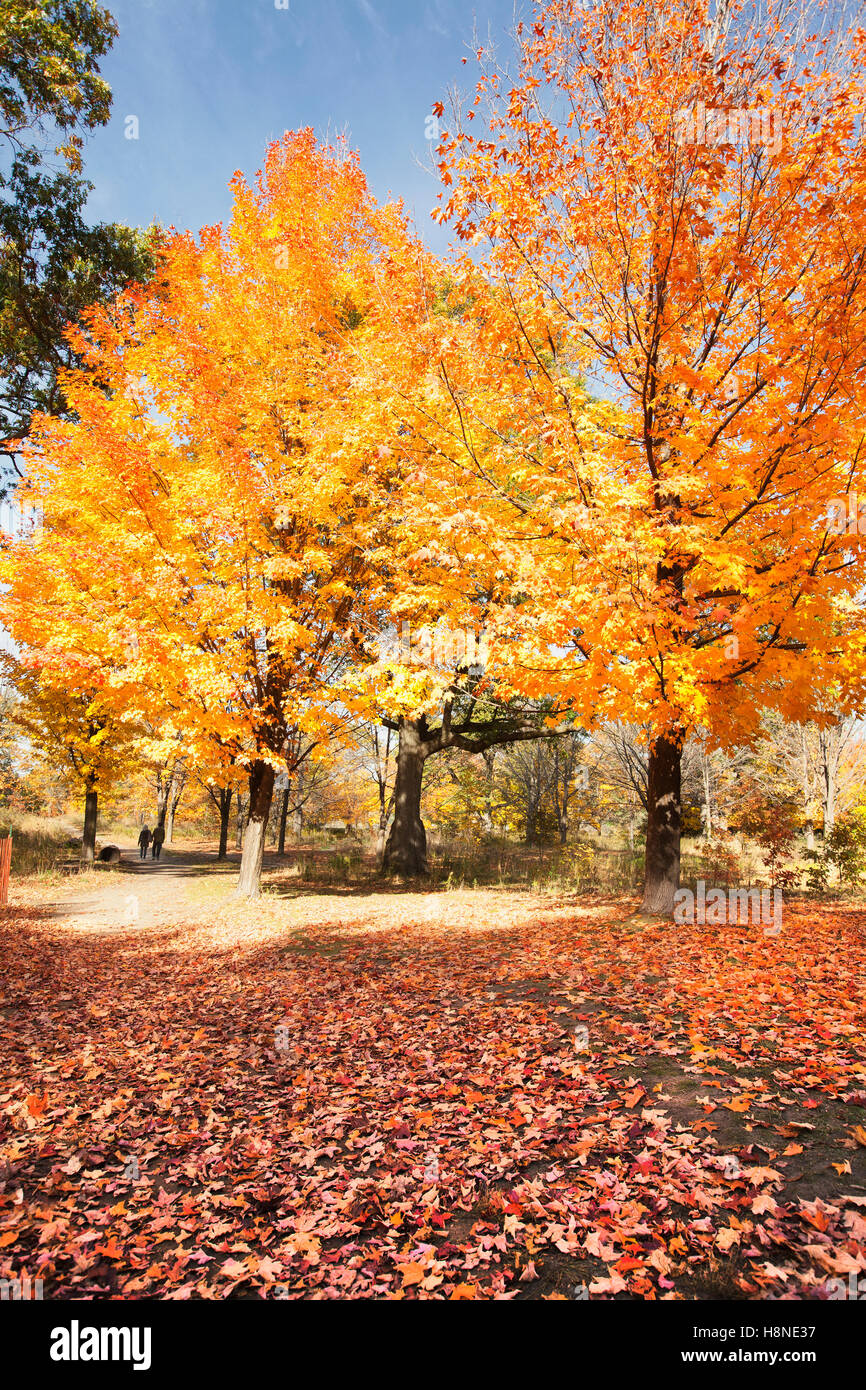 Colorful maple trees in park during autumn fall season brightly colored leaves Stock Photo