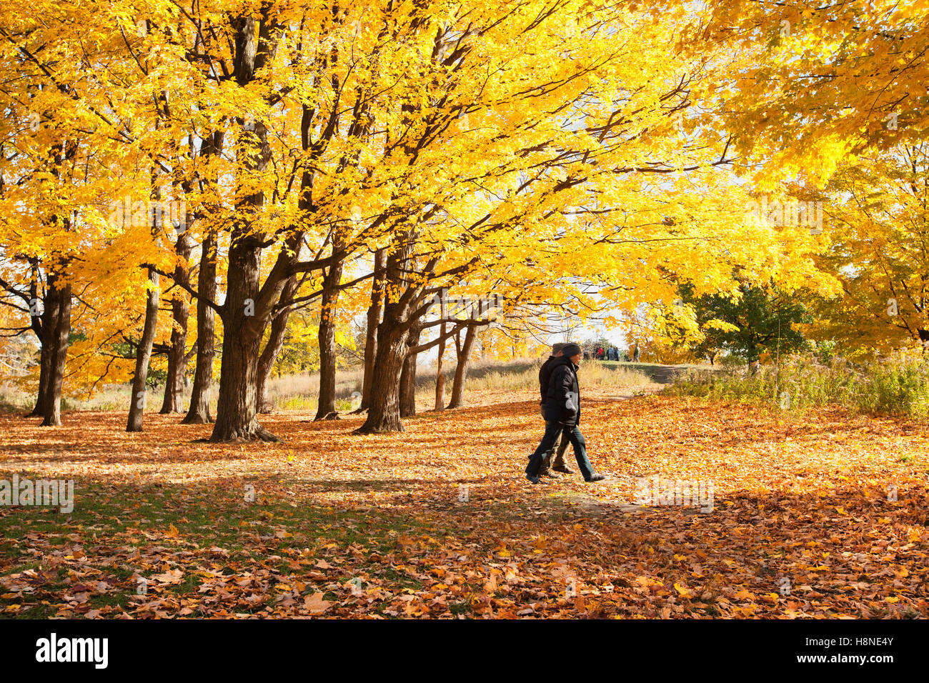 People Walking Through Autumn Leaves In Park Stock Photo Alamy