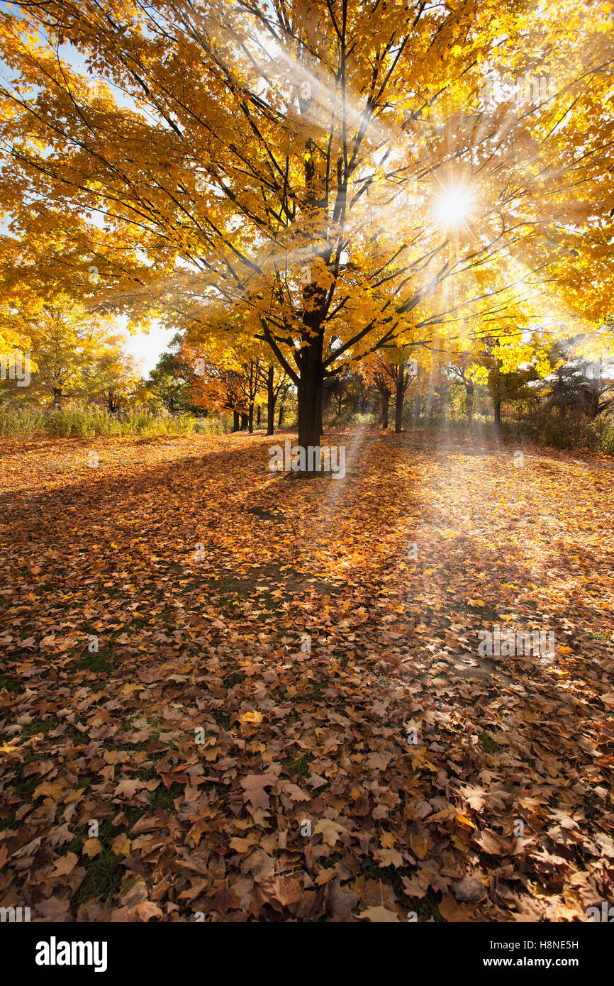 Sunrays big maple tree hi-res stock photography and images - Alamy