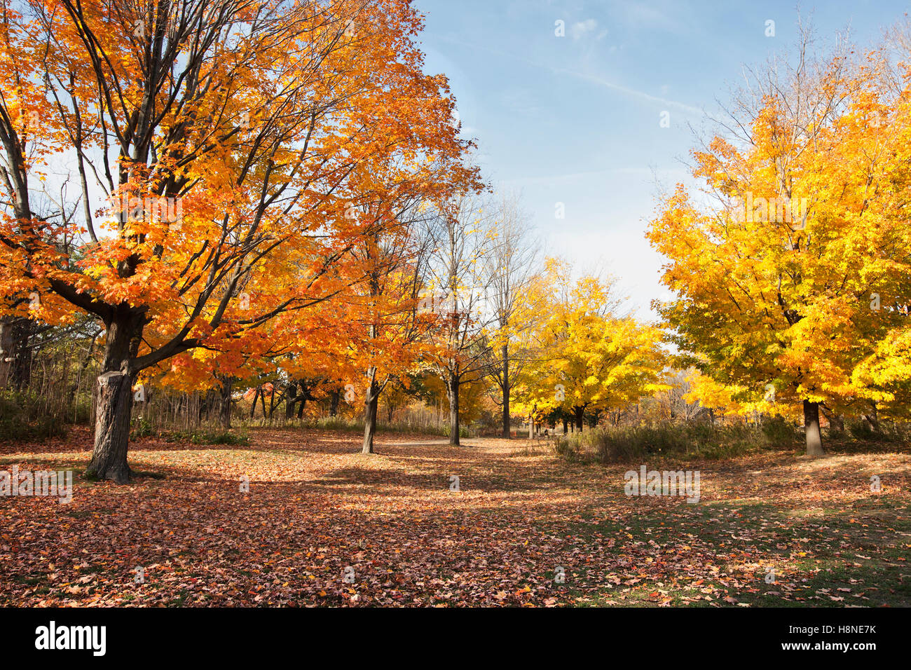 Bright and colorful yellow, orange and red autumn leaves in park Stock ...