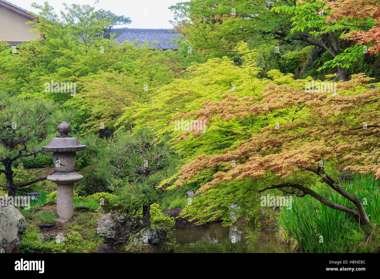 Trees and stones at the famous Ninenzaka and Sannenzaka area of Kyoto, Japan Stock Photo