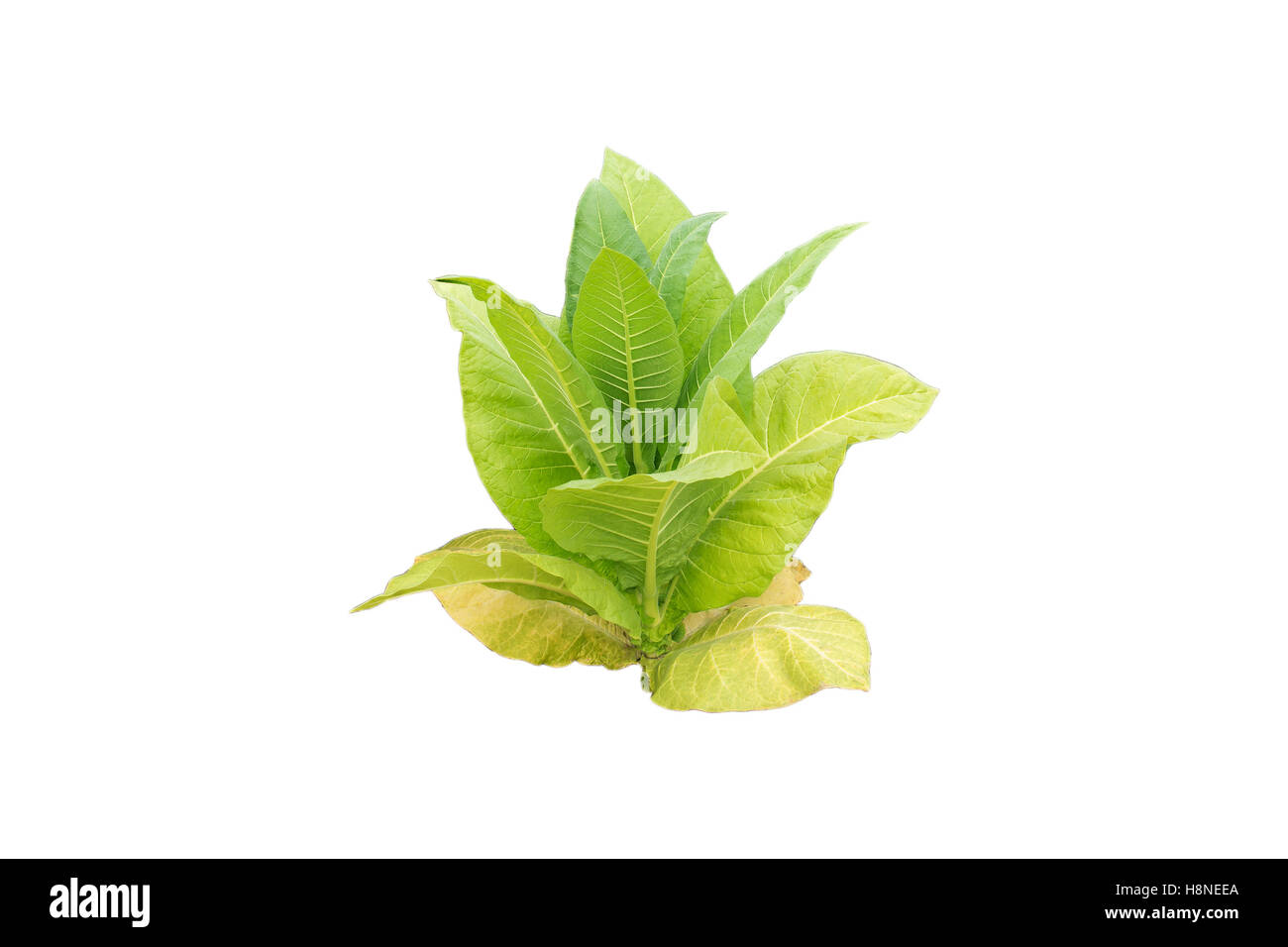 Dicut tobacco plant on white background. Stock Photo