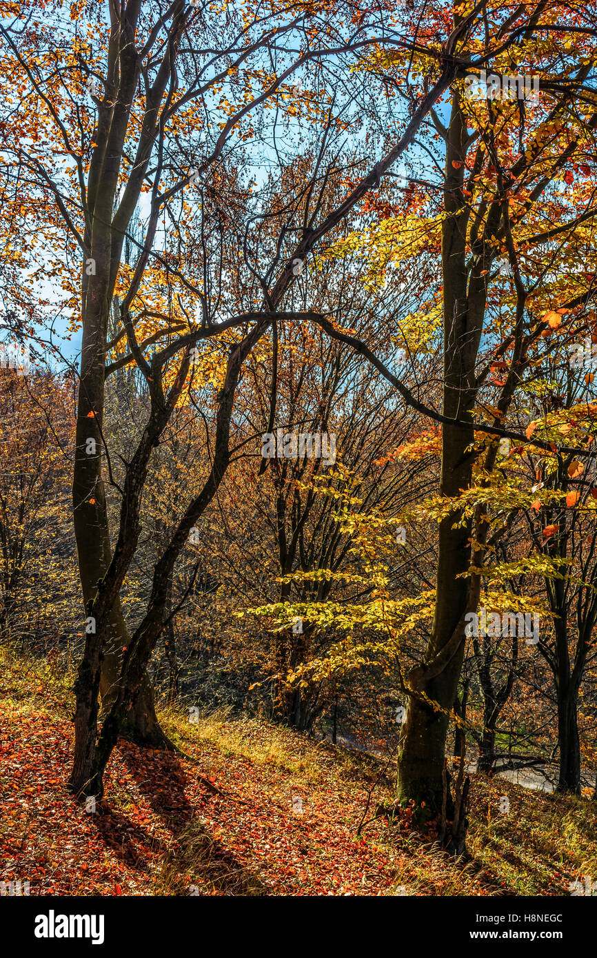 trees with foliage in autumn forest Stock Photo - Alamy
