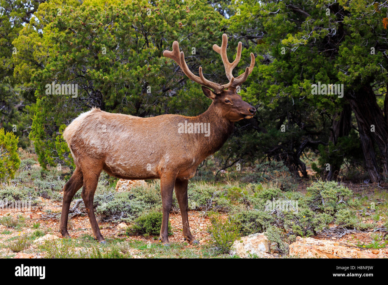 A large Bull Elk as it looks up from grazing in the far east area of