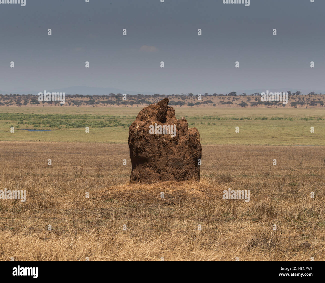 Termite mound in Tarangire National Park, Tanzania Stock Photo