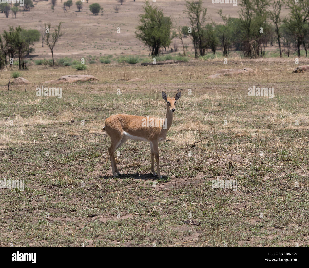 Female oribi in the northern Serengeti Stock Photo