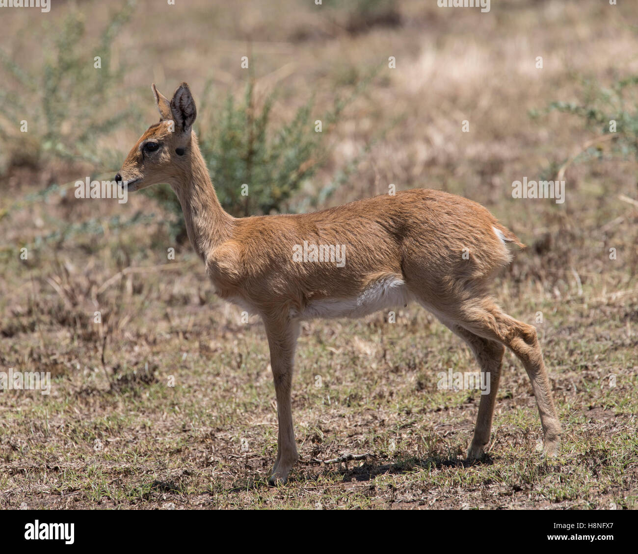 Young female oribi in the northern Serengeti Stock Photo