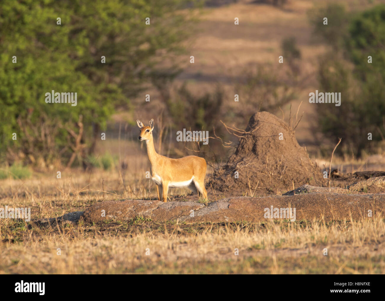 Female oribi in the northern Serengeti Stock Photo