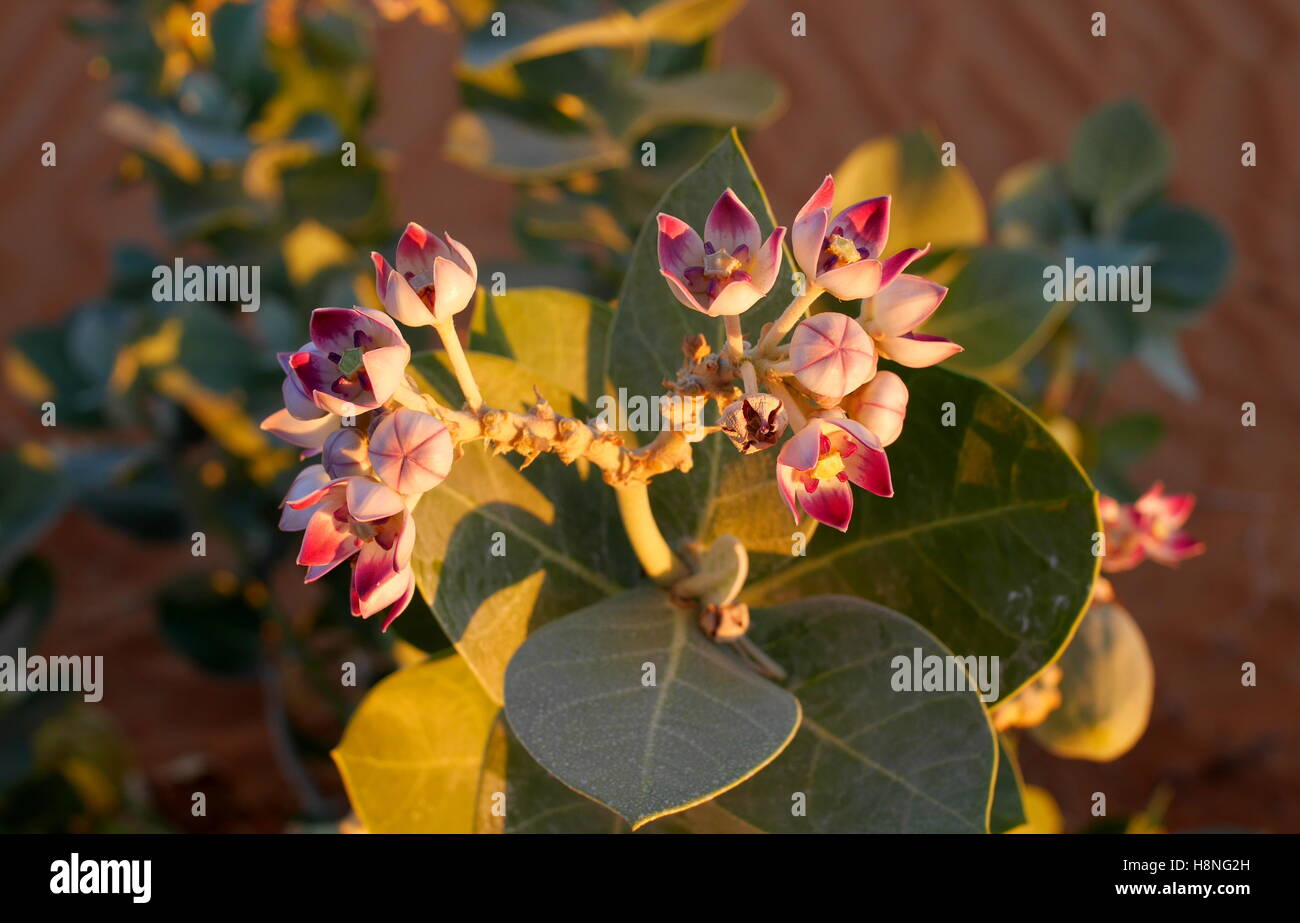 Sodom apple (calotropis procera), Abu Dhabi Emirate, United Arab Emirates Stock Photo