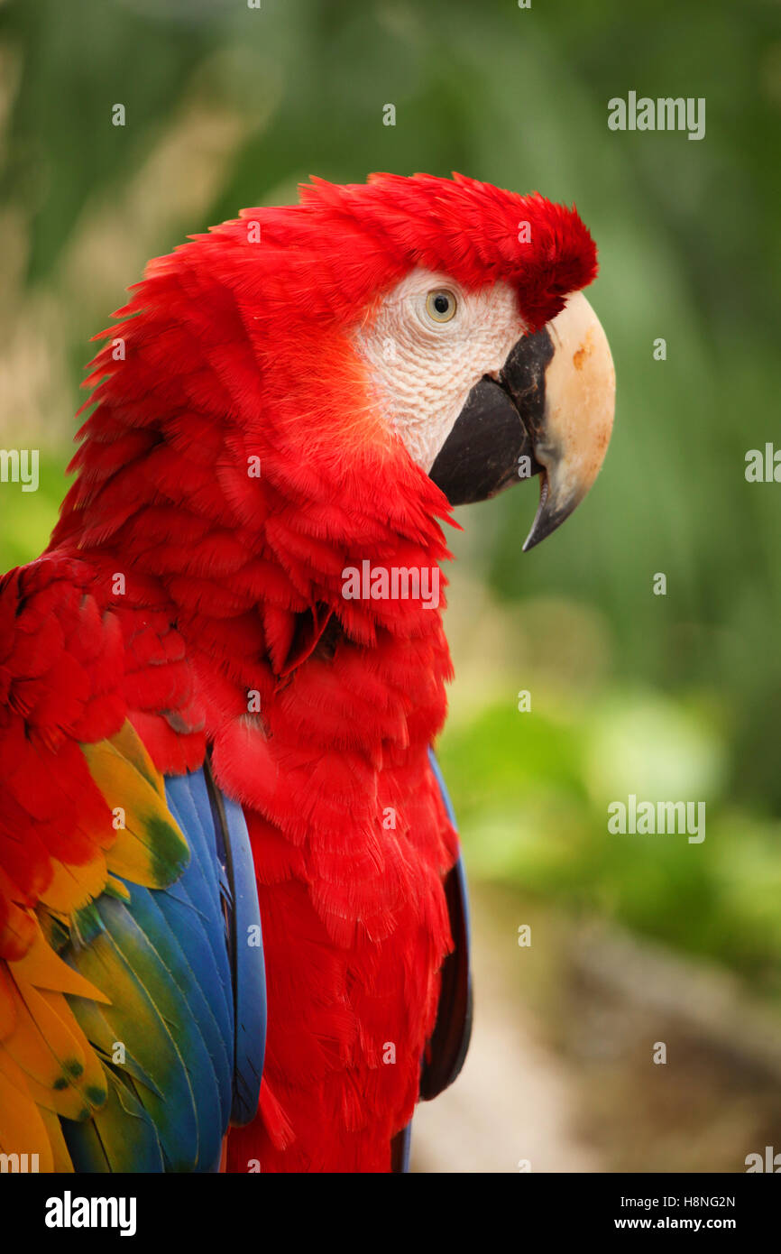 Closeup of a Red Macaw with beautiful plumage, Cozumel, Quintana Roo, Mexico. Stock Photo