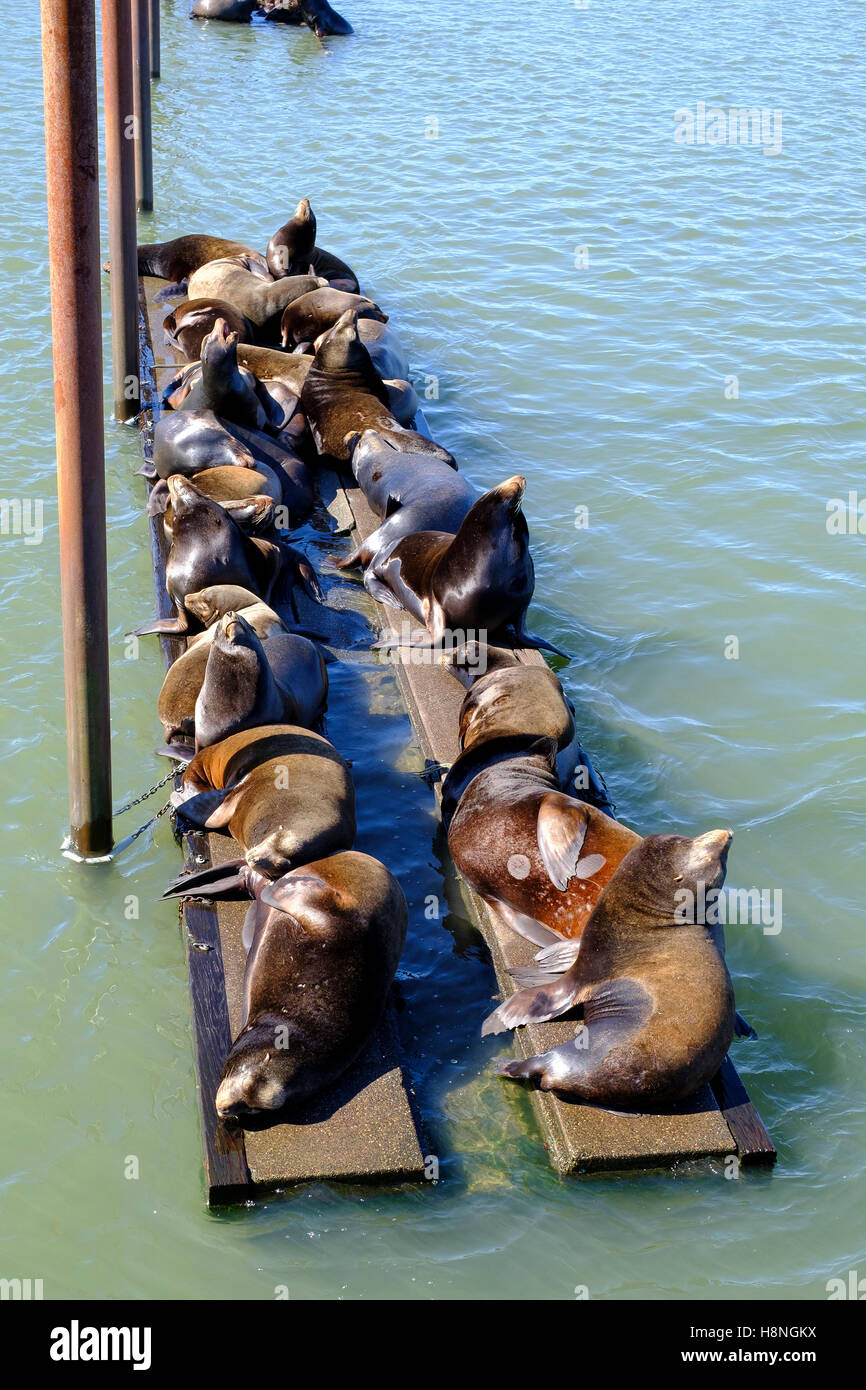 Astoria, Oregon, USA. Sea lion dock. Sea lions have occupied the East Mooring Basin of  Columbia River close by Pier 39. Stock Photo