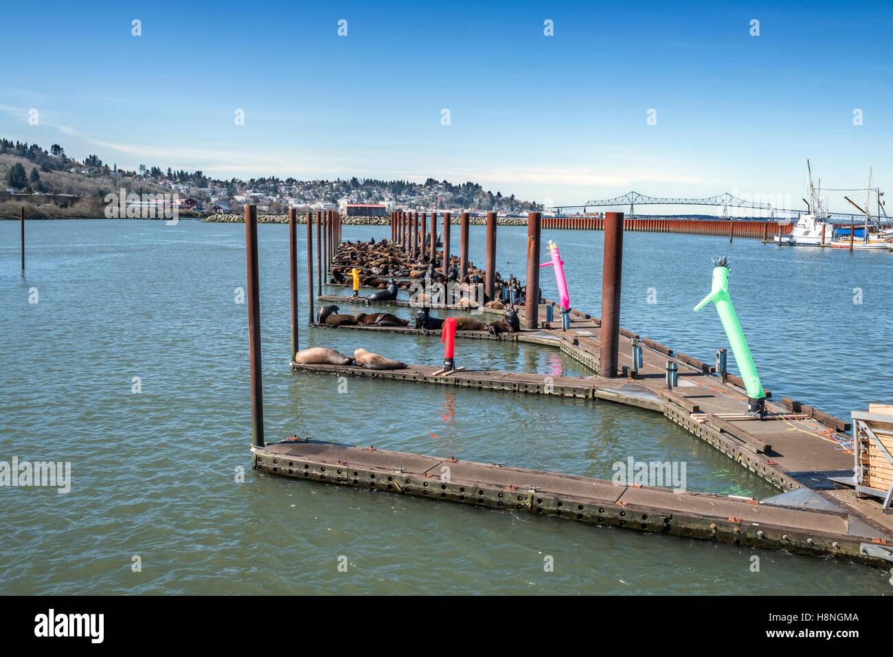 Astoria, Oregon, USA. Sea lion dock. Sea lions have occupied the East