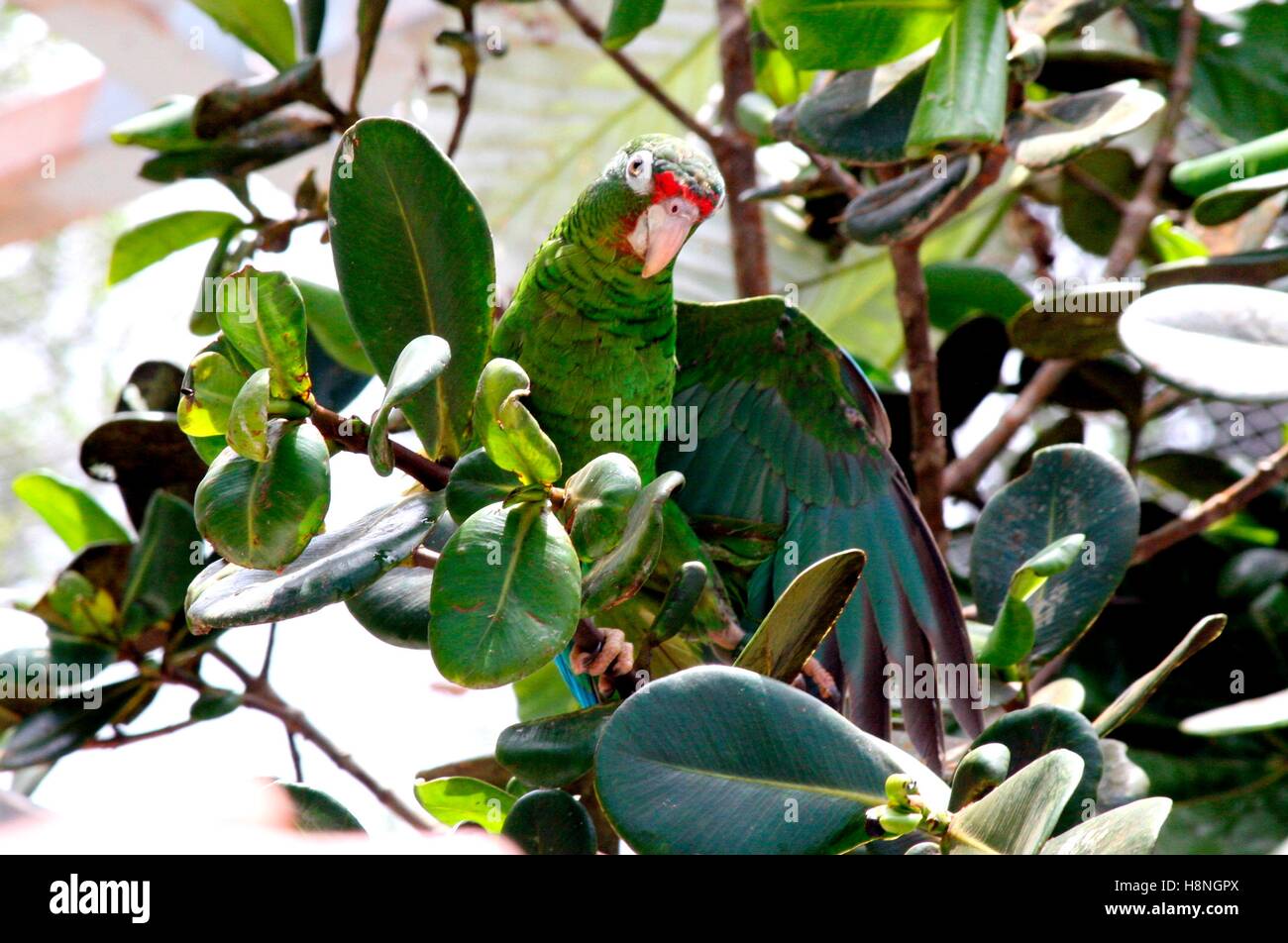 An endangered Puerto Rican parrot perches on a tree branch after being ceremonially released into the new flight cages at the El Yunque National Forest Iguaca Aviary April 28, 2007 in Rio Grande, Puerto Rico. Stock Photo