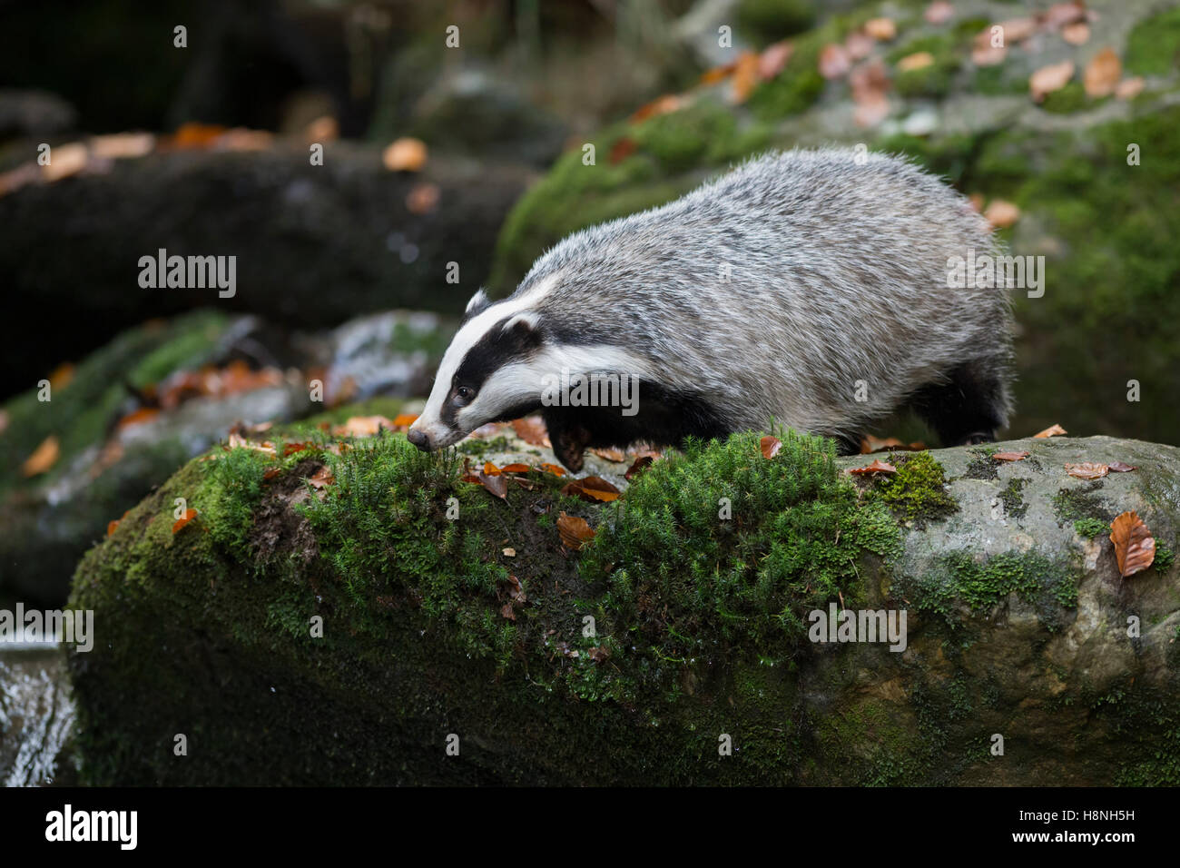 European Badger /  Dachs ( Meles meles ), adult animal, strolling along a wild creek, standing on a rock, watching down. Stock Photo