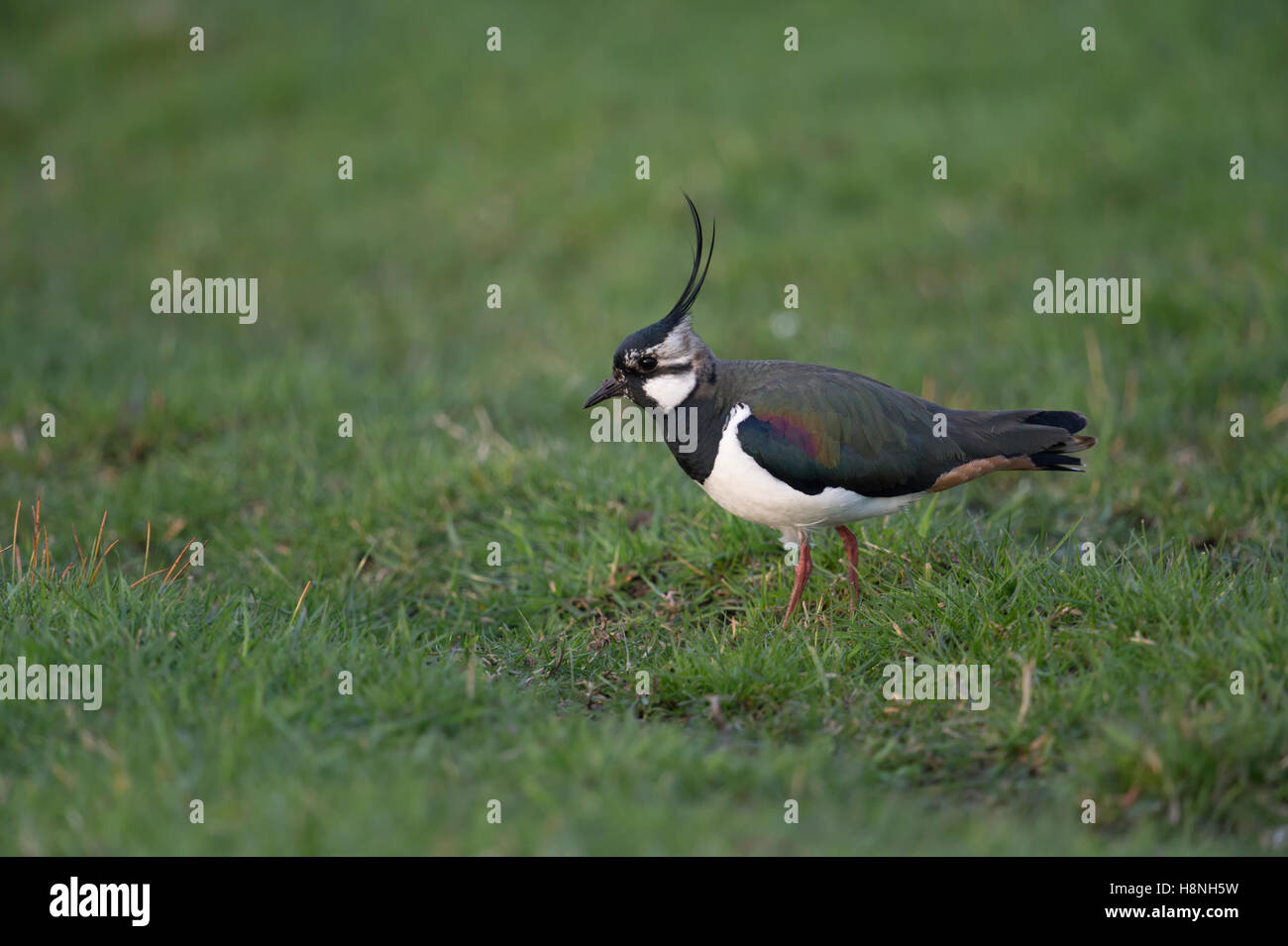 Lapwings are in decline hi-res stock photography and images - Alamy