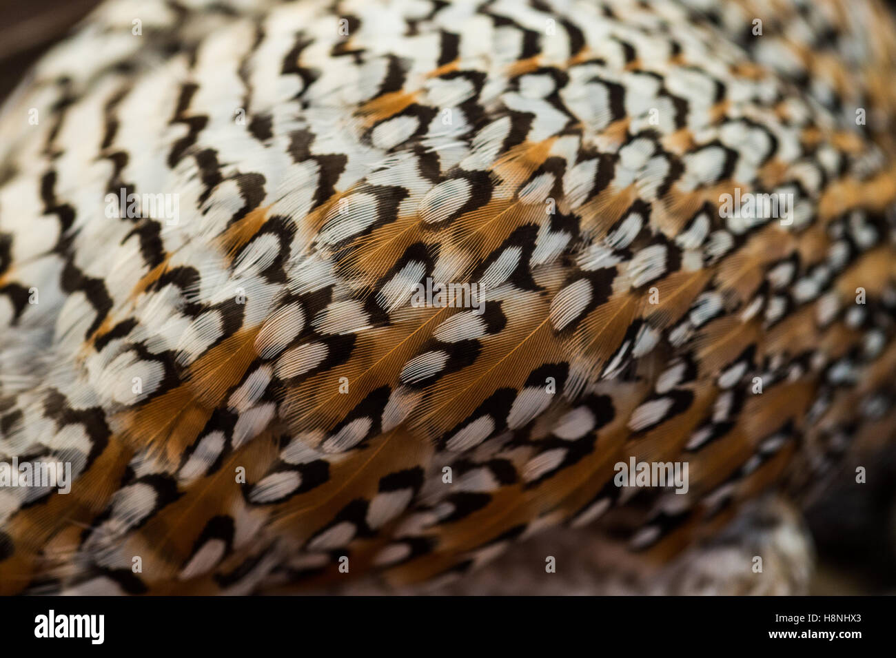 Bobwhite quail feathers and plumage Stock Photo Alamy