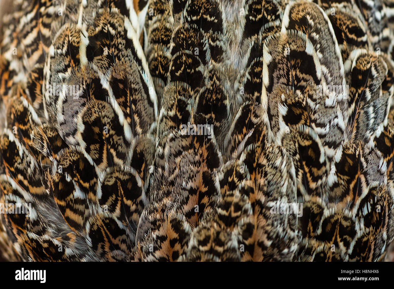 Bobwhite quail feathers and plumage Stock Photo Alamy