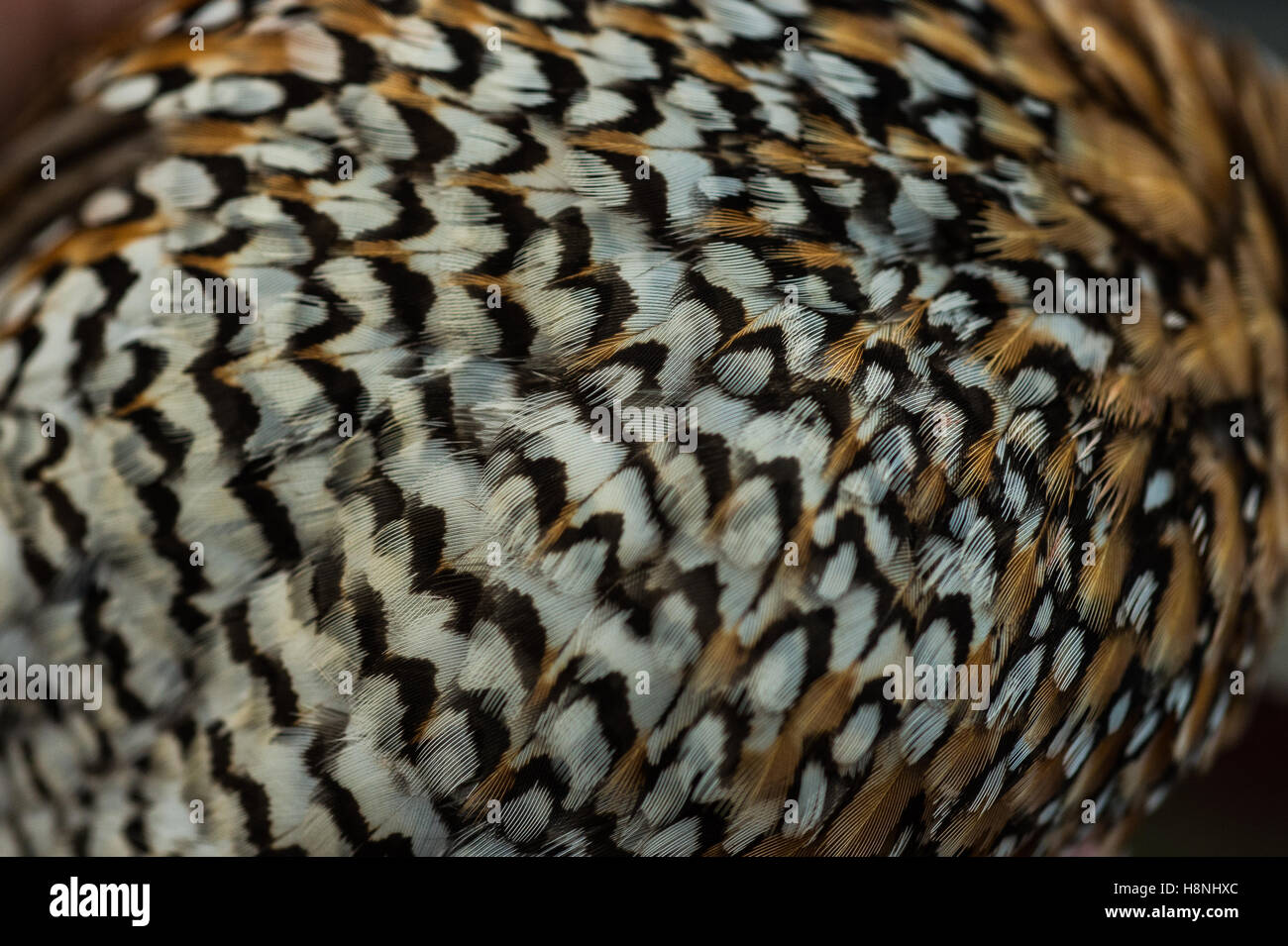 Bobwhite quail feathers plumage hires stock photography and images Alamy