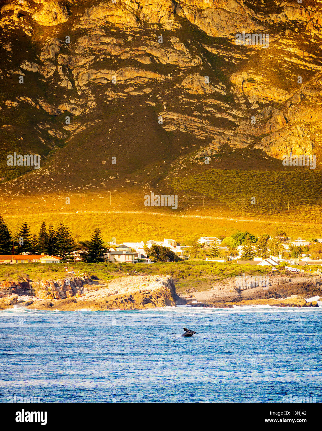 Whale watching at Hermanus in South Africa Stock Photo Alamy Whale watching at Hermanus in South Africa Stock Photo Alamy