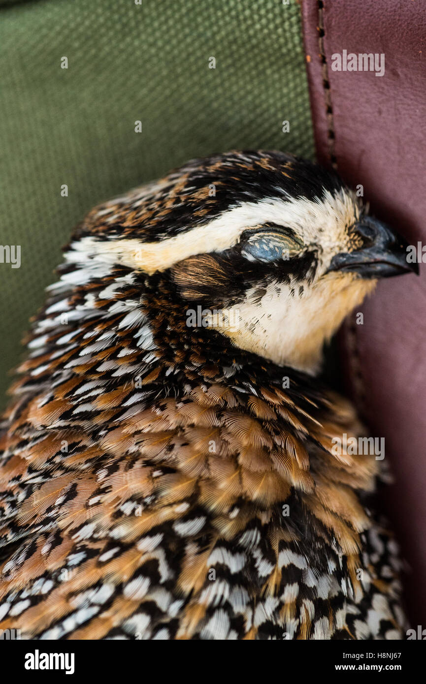 Bobwhite quail feathers and plumage Stock Photo Alamy