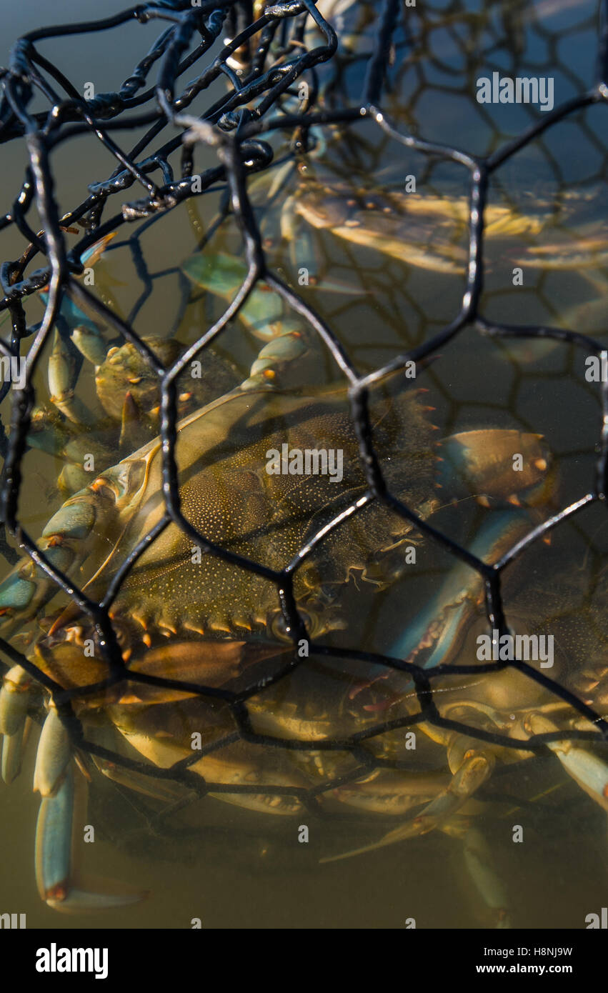 Commercial Crab Trap High Resolution Stock Photography and Images Alamy