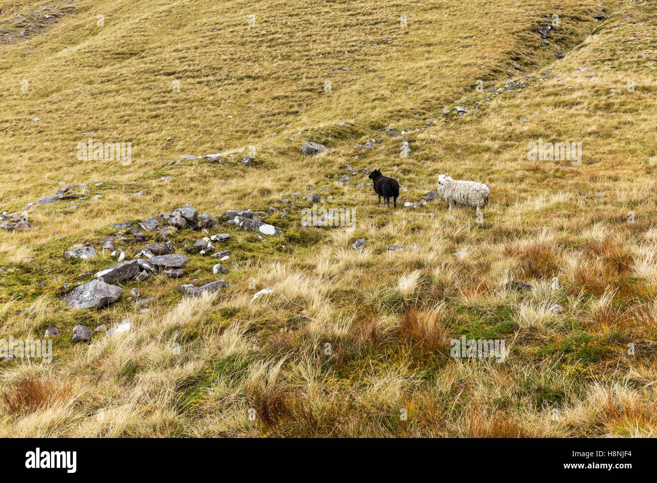 A white and a black sheep along the An Talleach trail in the Scottish highlands Stock Photo
