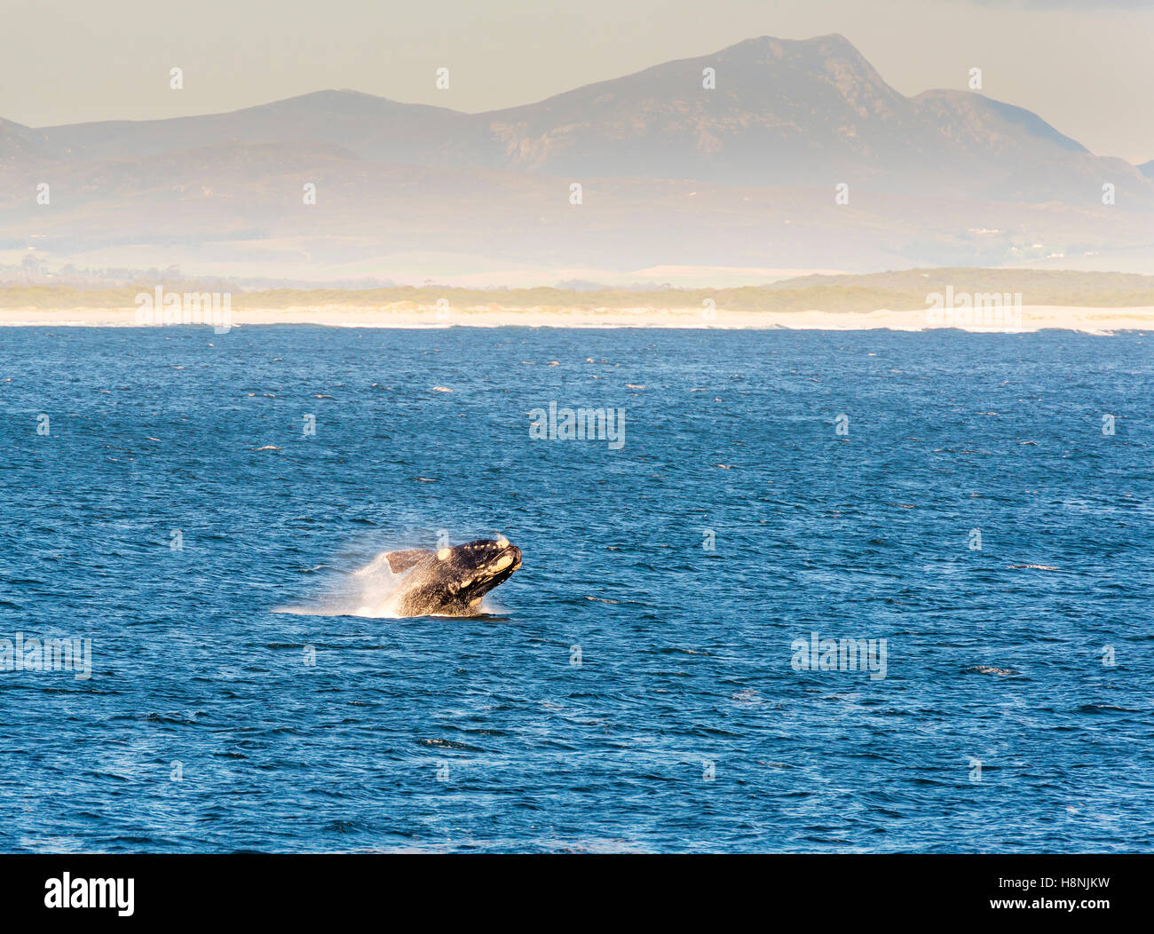 Southern right whale breach hi-res stock photography and images - Alamy