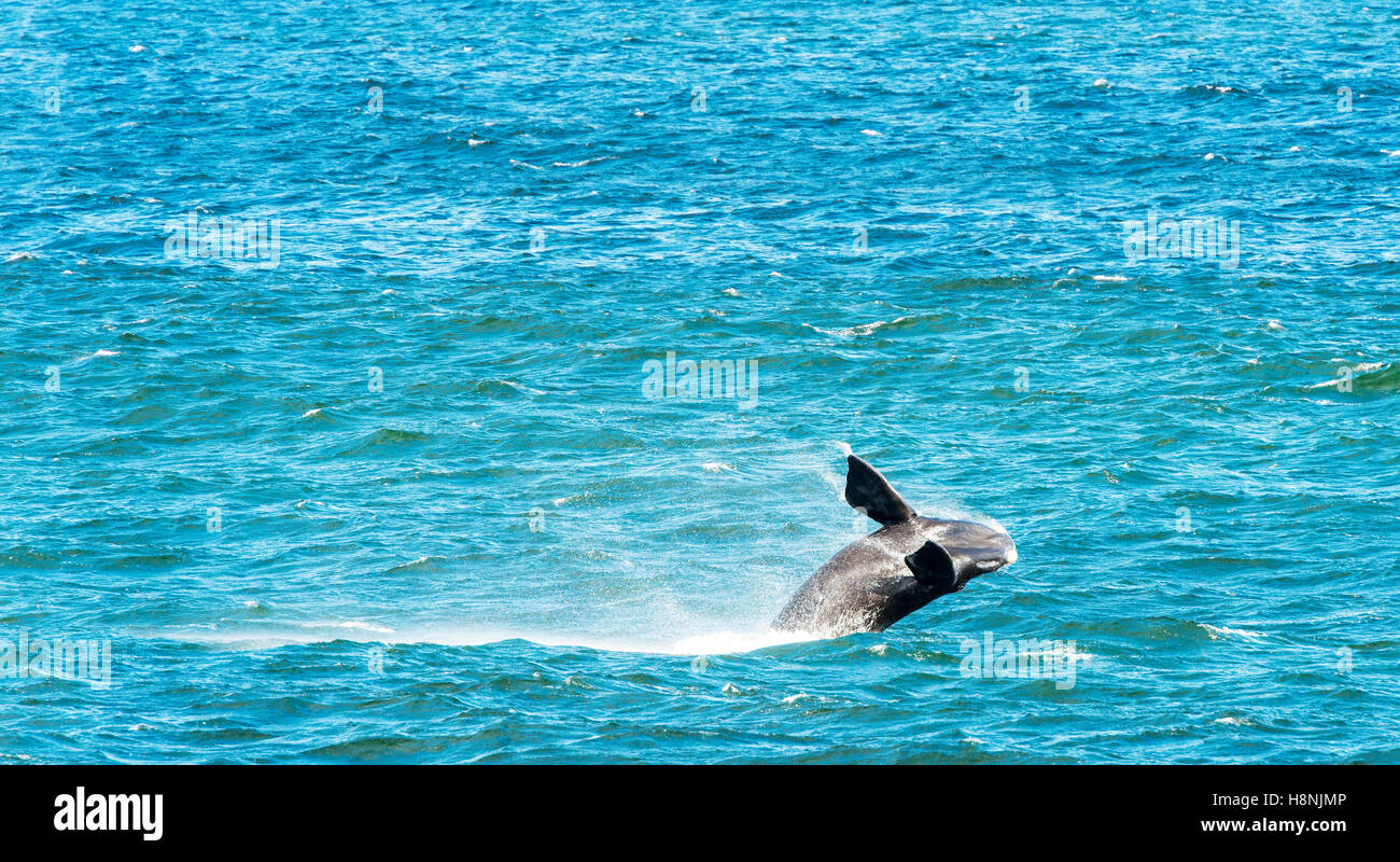 Southern Right Whale breaching from ocean Stock Photo