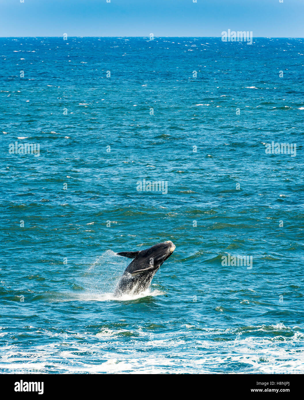 Southern Right Whale jumping out of water Stock Photo