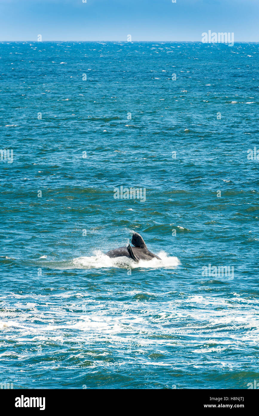 Southern Right Whale jumps out of water Stock Photo