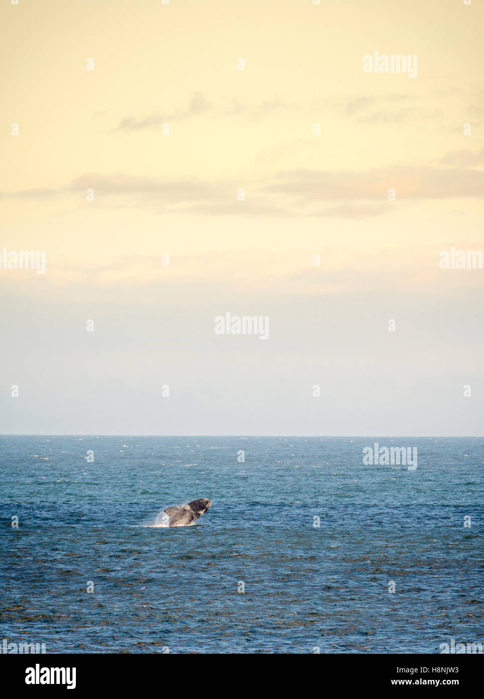 Southern Right Whale jumps out of ocean at dusk Stock Photo