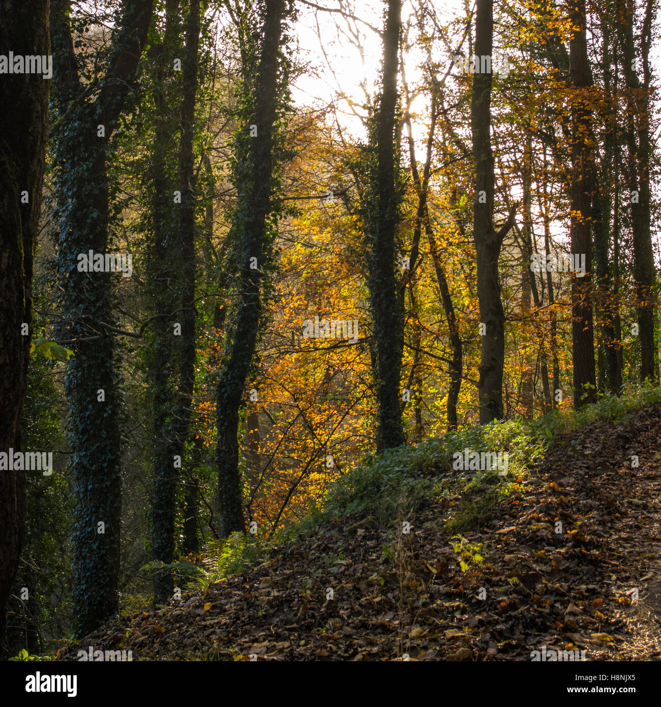 autumnal colour colour trees leaves deciduous woodland in uk Stock Photo