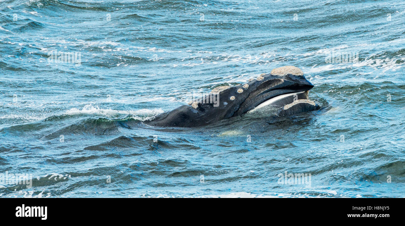 Southern Right Whale surfaces its head showing its baleen Stock Photo