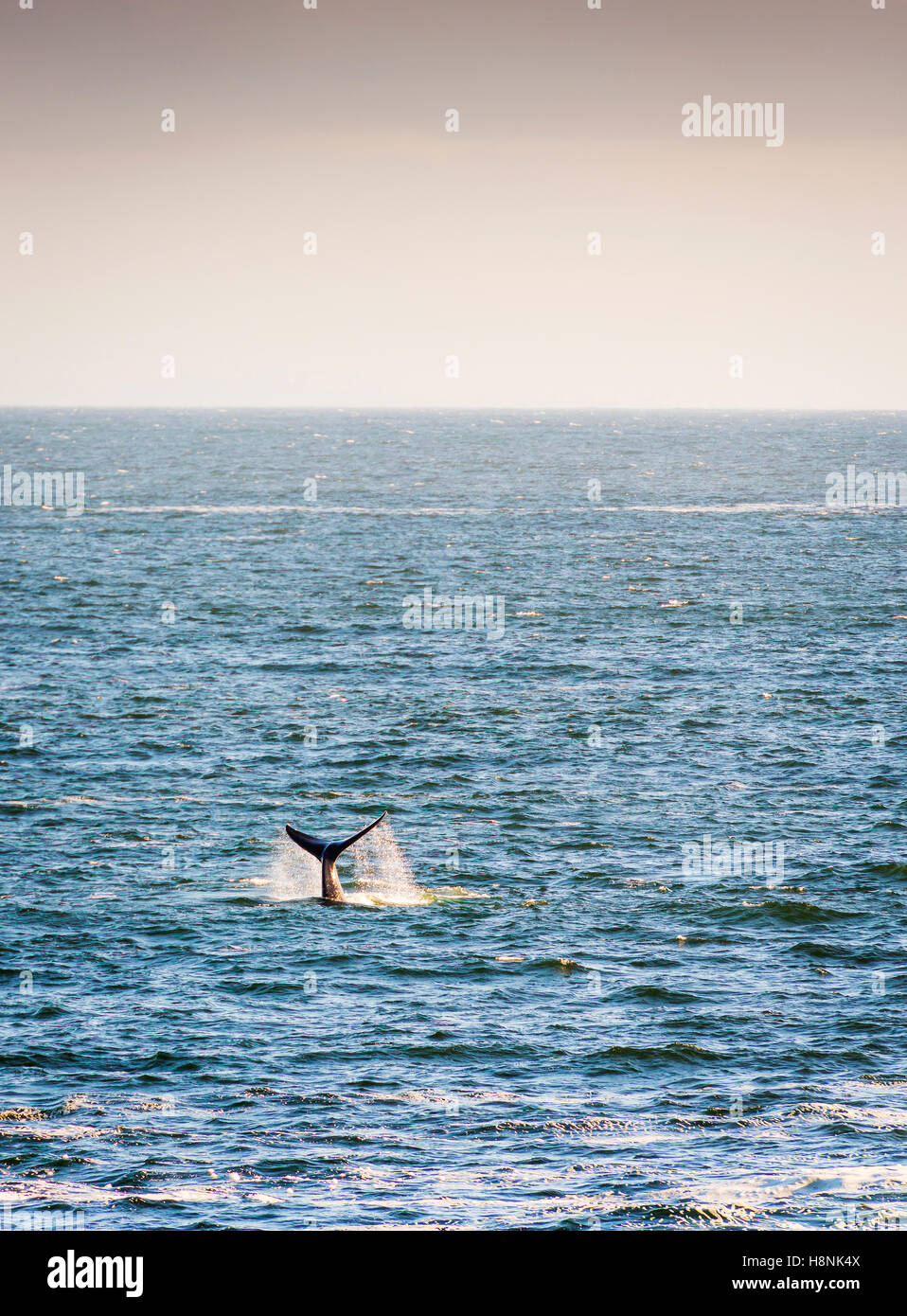 Southern Right Whale tail with ocean horizon Stock Photo - Alamy