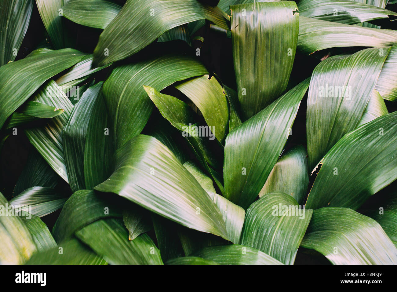 A closeup on a bunch of green leaves growing together Stock Photo