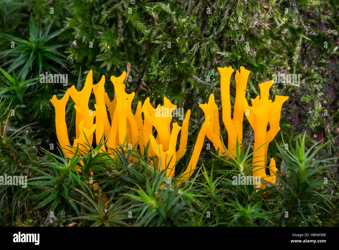 Yellow stagshorn / Yellow antler fungus (Calocera viscosa) among moss in forest Stock Photo