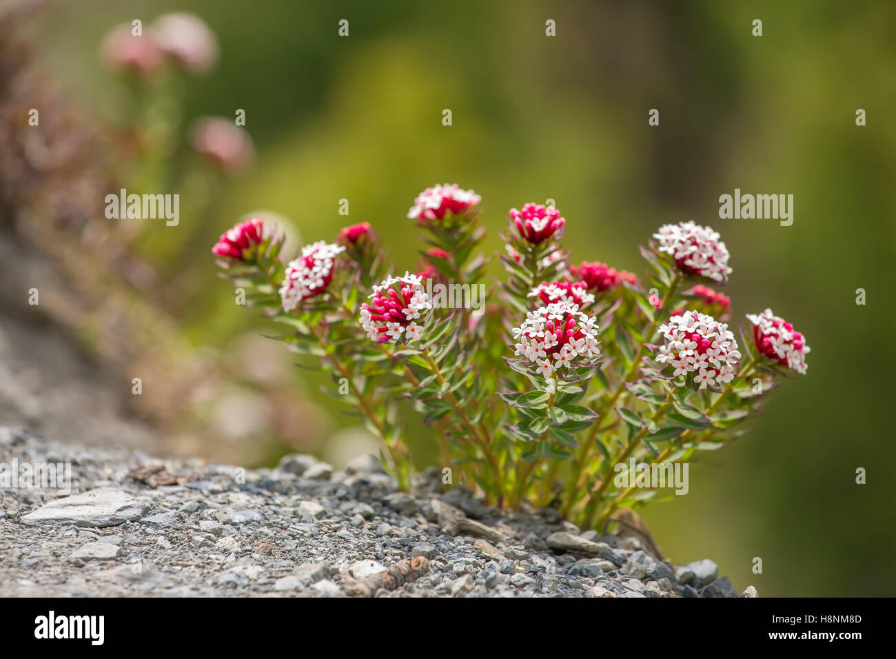 Red wildflowers hires stock photography and images Alamy