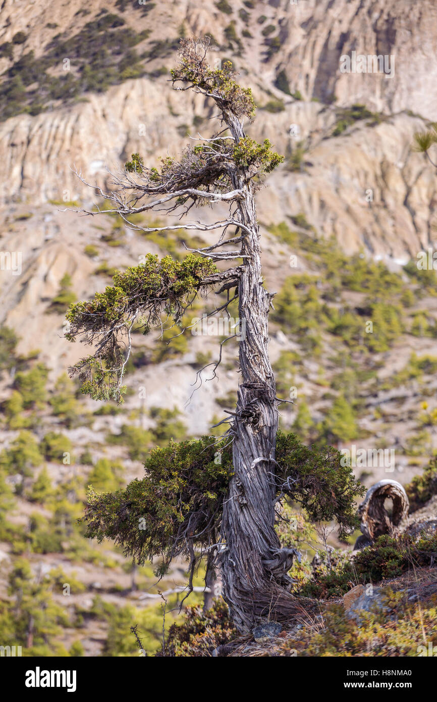 High altitude pine tree in Himalayas, Nepal Stock Photo