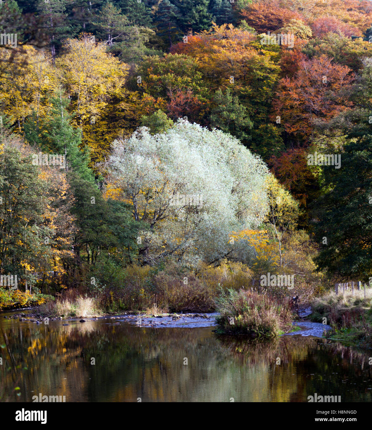 Woodlands in Autumn colour above the beautiful River Coquet in ...