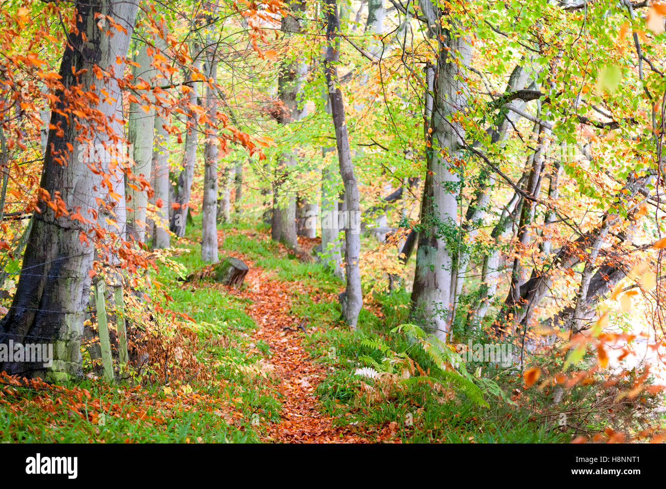 Beech trees and footpath through the woods at Autumn time in an English woodland Stock Photo Alamy