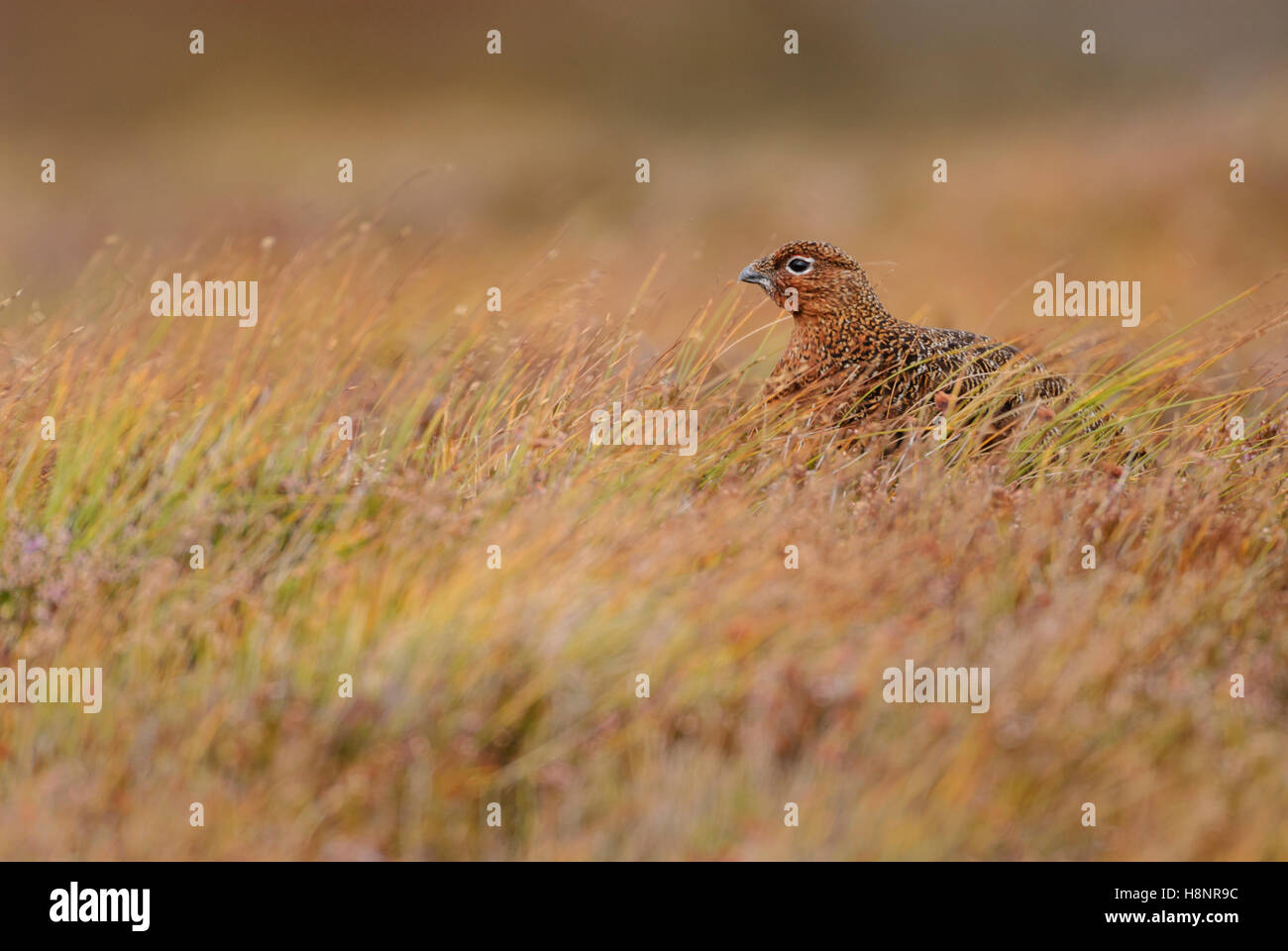 Red Grouse (Lagopus lagopus scotica) in autumnal moorland setting, Inverness-shire, Highland, Scotland, UK. Stock Photo