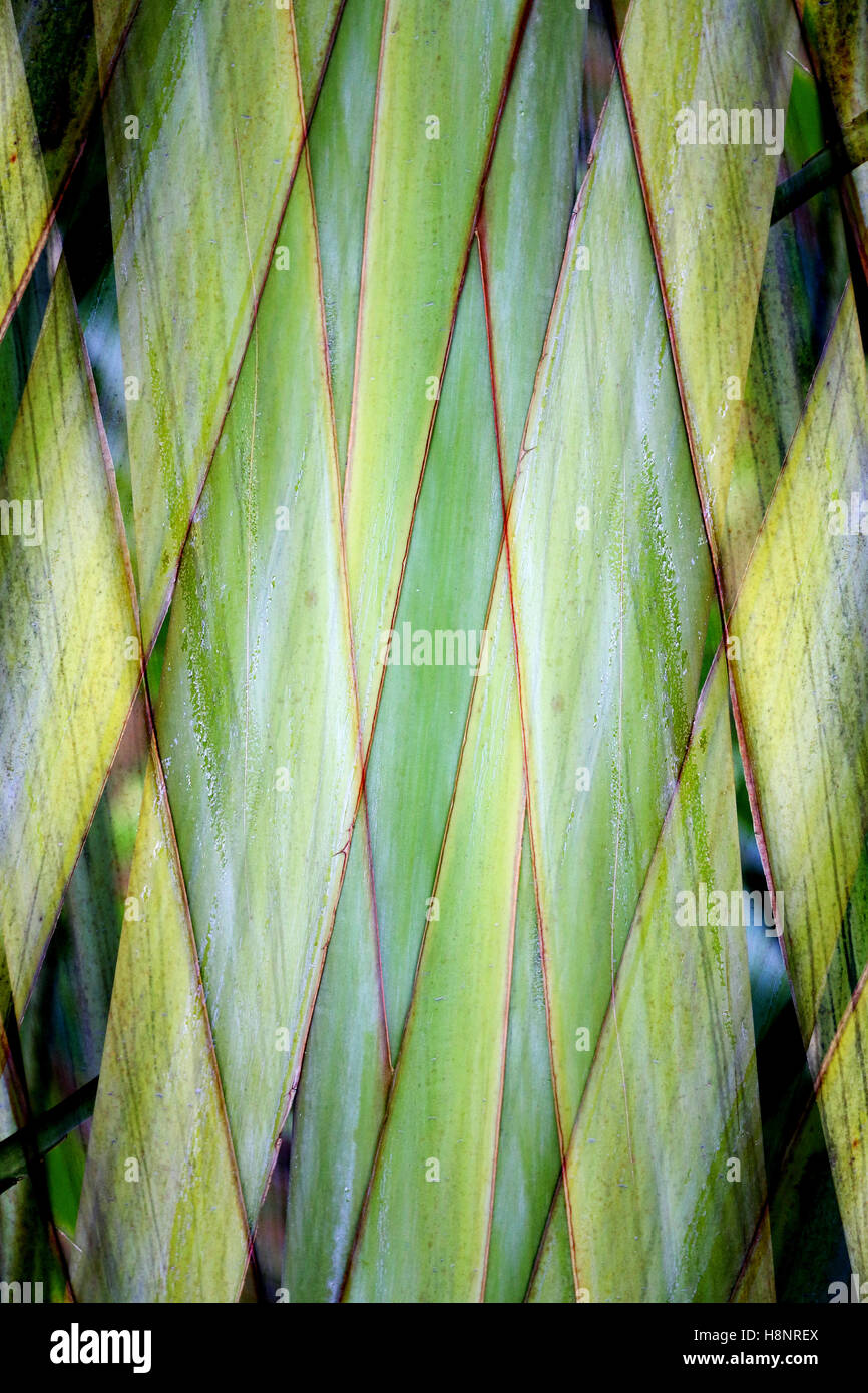 Beautiful green texture tropical plants to photograph closeup Stock Photo