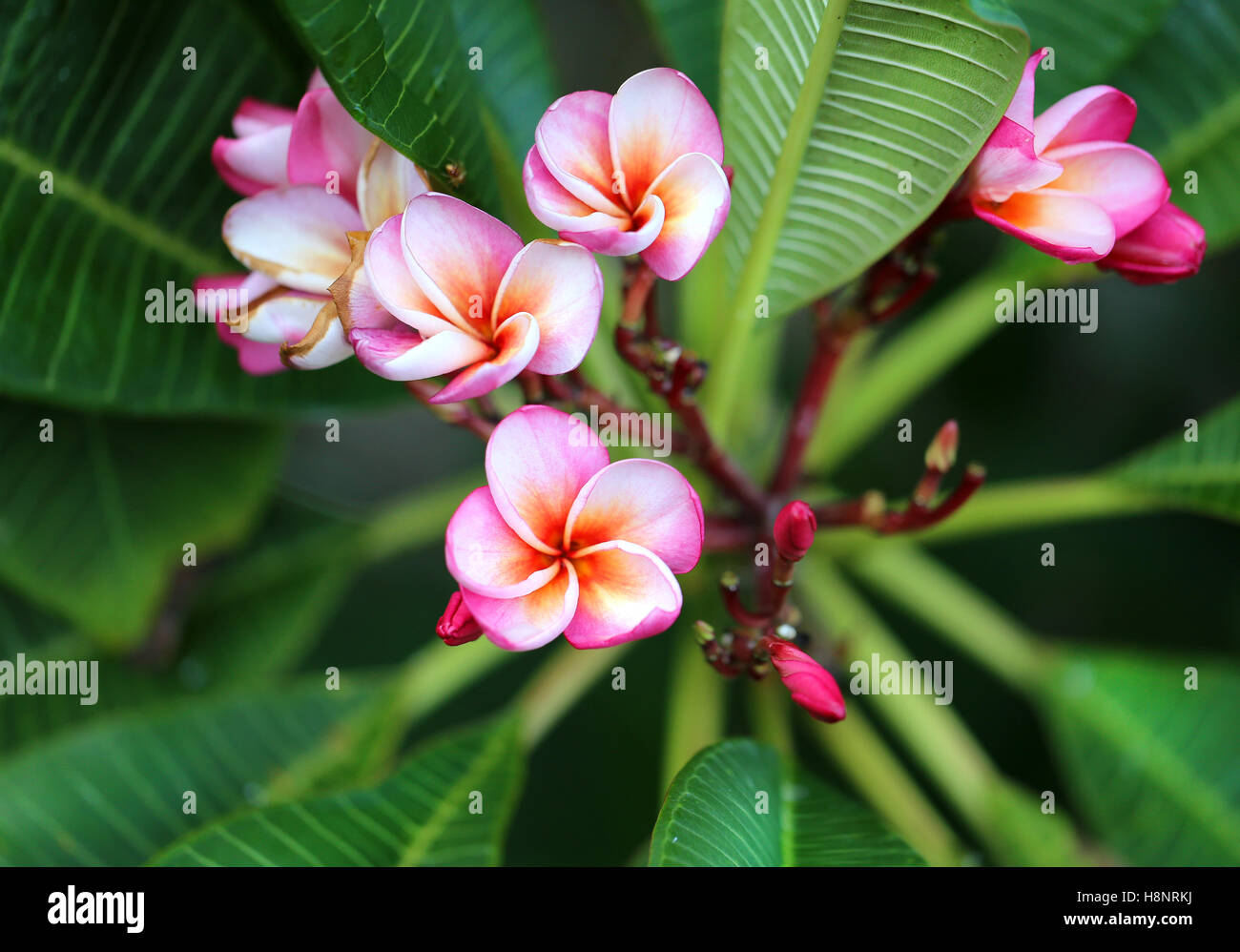 Beautiful flower of plumeria photographed closeup on background Stock Photo