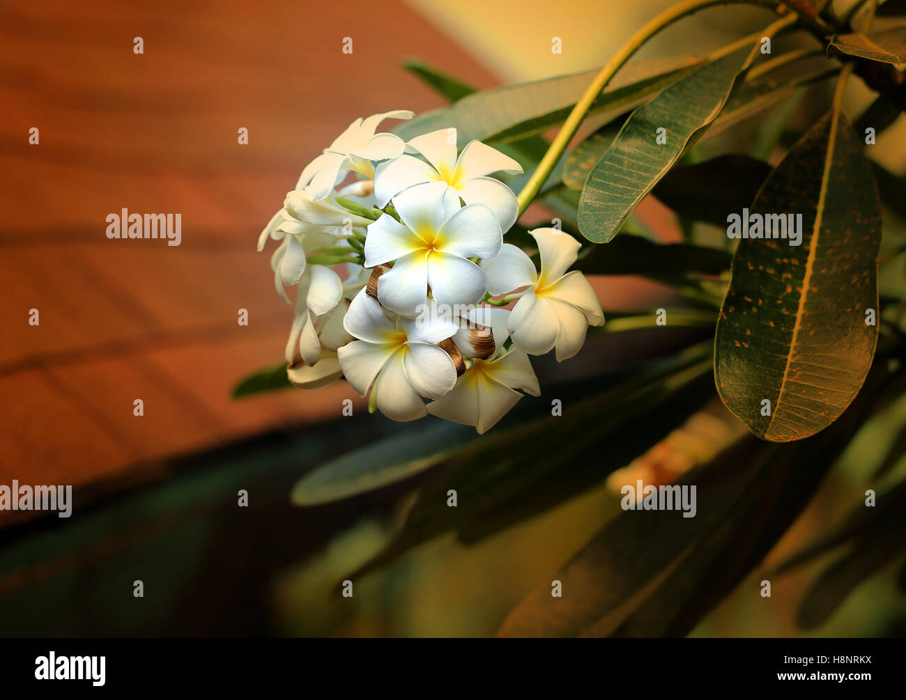 Beautiful flower of plumeria photographed closeup on background Stock Photo