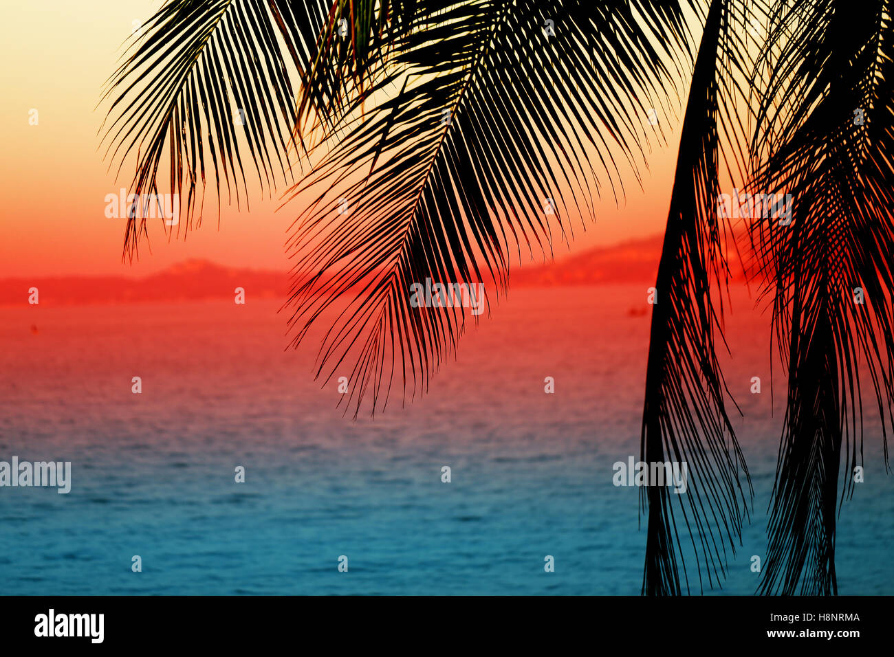 Beautiful palm trees against the blue of sea and sky Stock Photo - Alamy