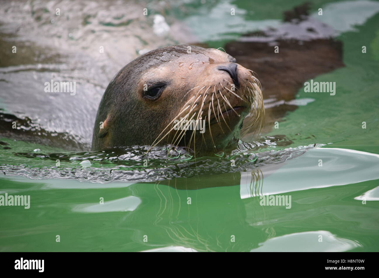 Sea lion swimming Stock Photo Alamy