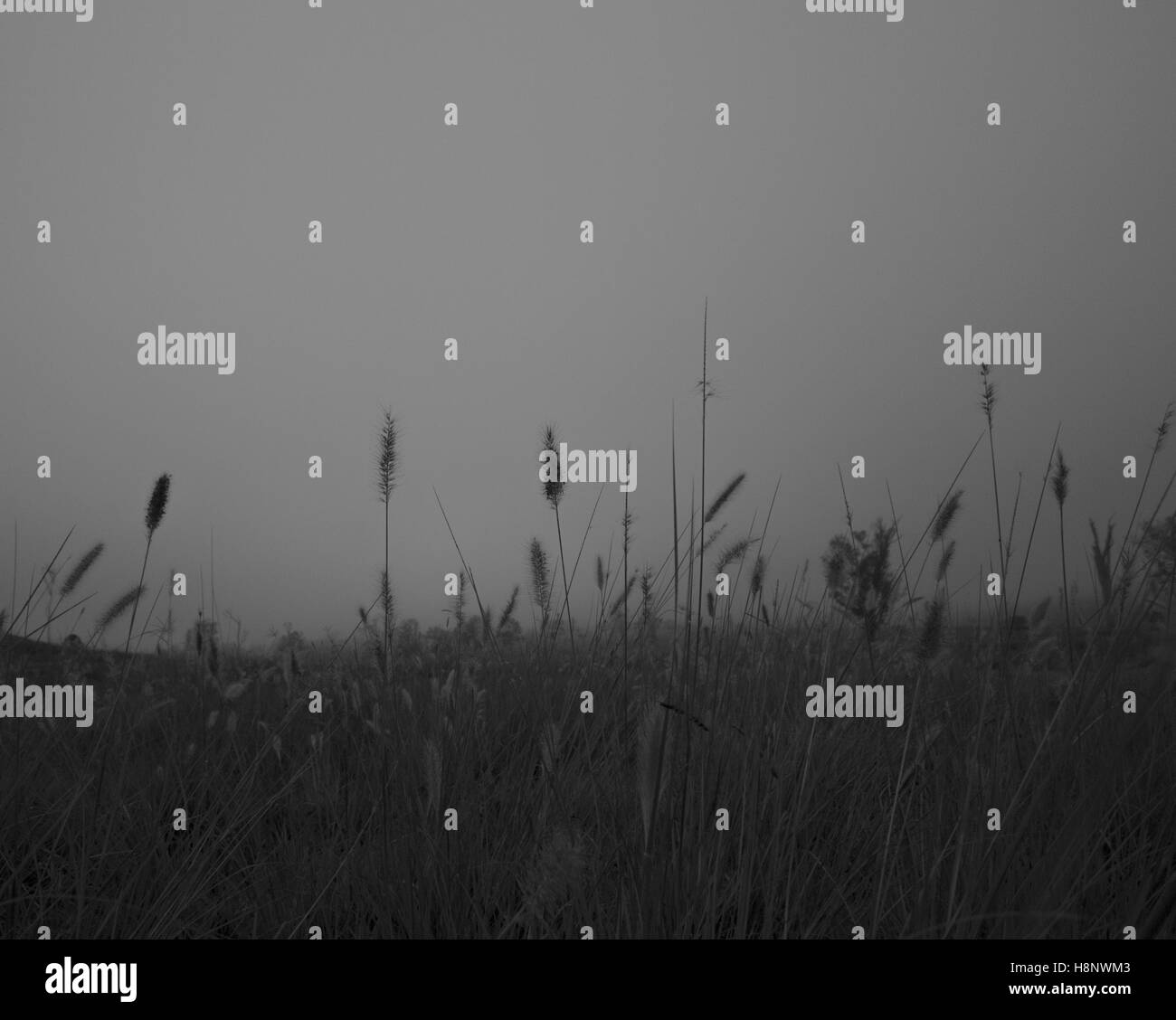 Dark foggy morning landscape Stock Photo - Alamy