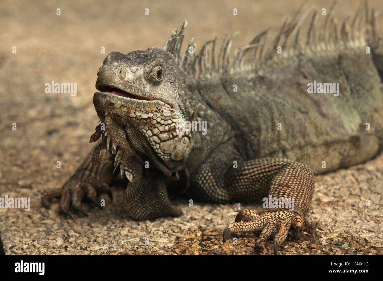Beige Iguana stands on stone beige pebbles, Cartagena, Colombia, South America. Stock Photo