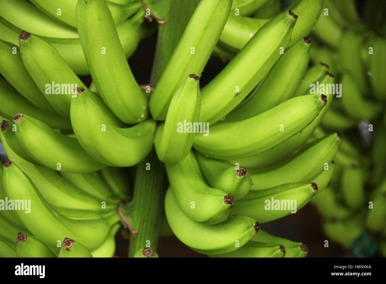 Close up of green bananas growing. The bunch of bananas is attached to