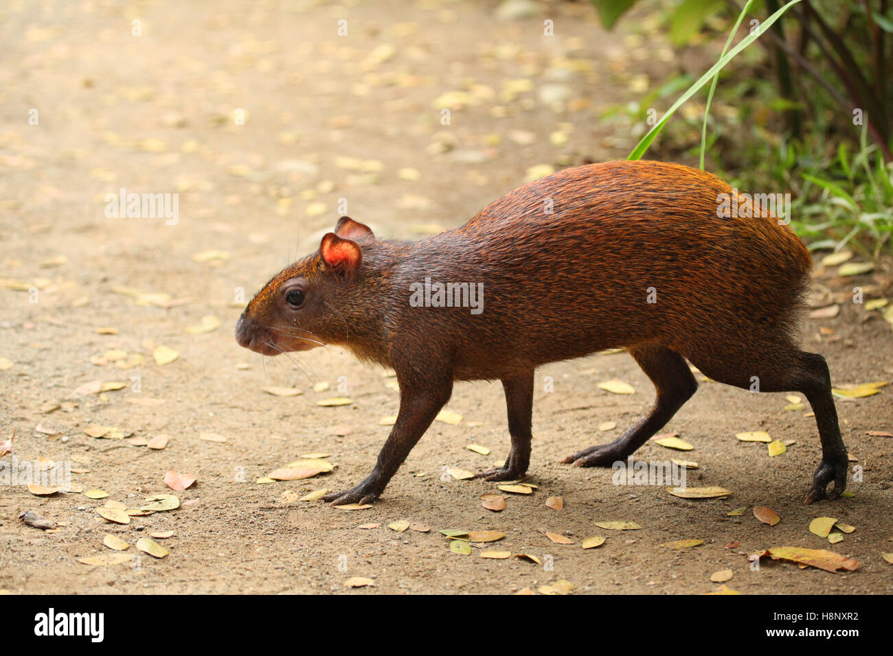 Common Agouti rodent running across the path, San José Province, San Miguel, Costa Rica Stock Photo